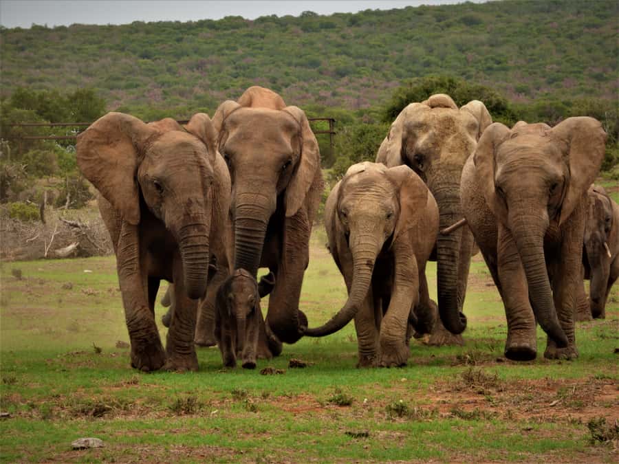 Addo Elephant National Park: Full-Day Safari Tour with Lunch - North and south Addo Elephant National Park in one long drive