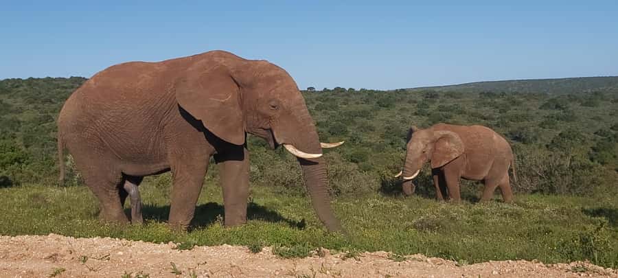 Addo Elephant National Park Full Day Safari with Braai Lunch - Key highlights at a glance