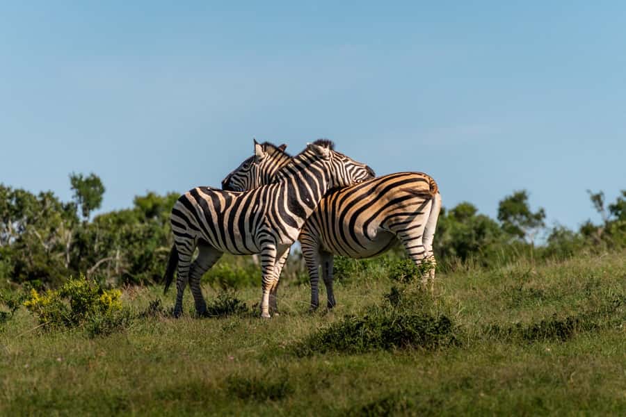 Addo Elephant National Park Full Day Safari with Braai Lunch - Sunset backtracking and golden-hour photos that actually help