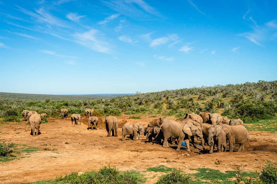 Addo Elephant National Park Full Day Safari with Braai Lunch - Why Addo Elephant National Park hits so hard on a full-day safari