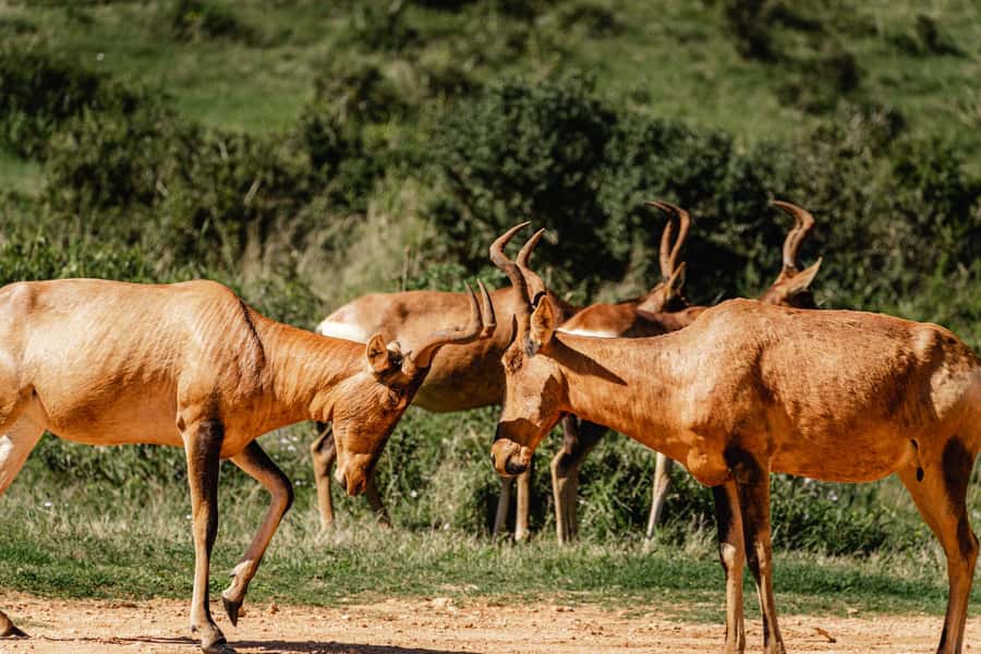 Addo Elephant National Park Full Day Safari with Braai Lunch - Morning game drives: your best window for predators and big herds