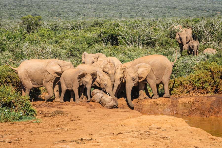 Addo Elephant National Park Full Day Safari with Braai Lunch - Second game drive: more chances, different behavior, and better odds for variety