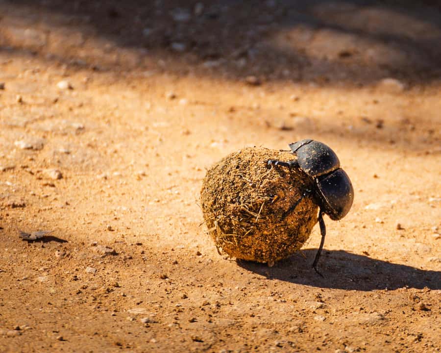 Addo Elephant National Park Full Day Safari with Braai Lunch - Waterholes and elephant energy: what to expect at Main North