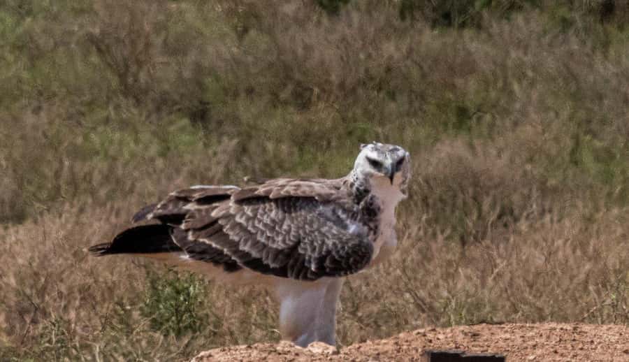 Addo Elephant National Park: Full-Day Safari with Lunch - Key things that make this Addo safari worth your attention