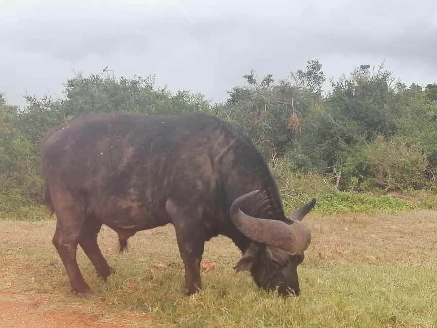 Addo Elephant National Park: Full-Day Safari with Lunch - Addo Elephant National Park: why elephants and malaria-free matter