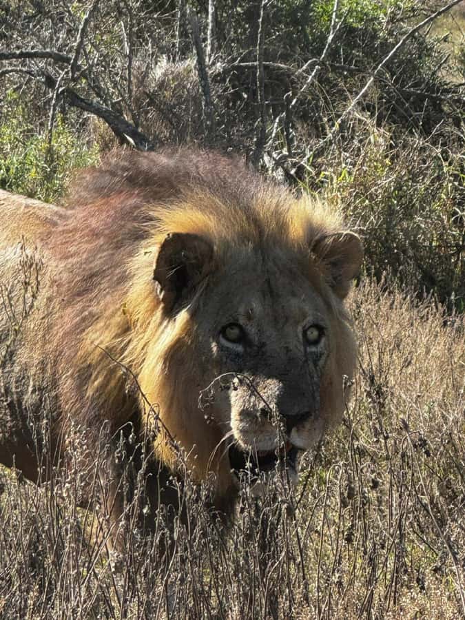 Addo Elephant National Park: Full-Day Safari with Lunch - What a full-day safari loop really feels like, including the 6 vs 8 hours mismatch