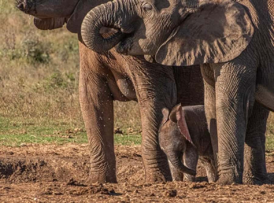 Addo Elephant National Park: Full-Day Safari with Lunch - Who should book this Addo Elephant safari, and who should think twice