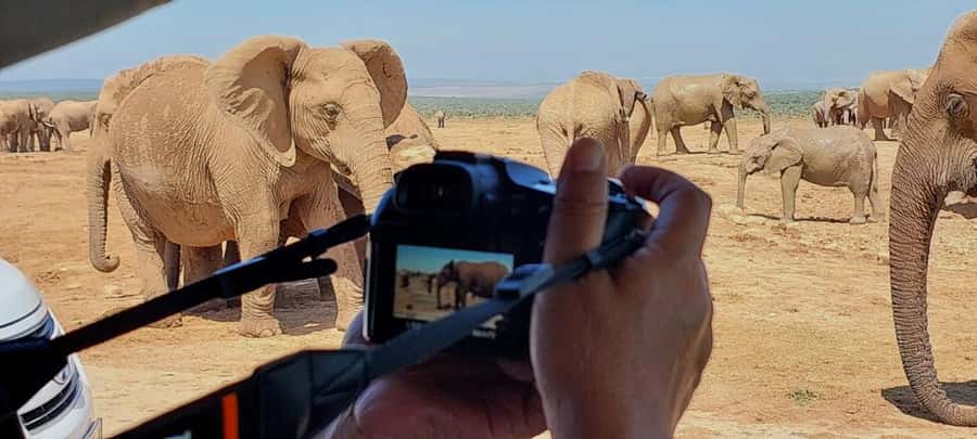 Addo Elephant National Park: Full-Day Safari with Lunch - Pickup in Port Elizabeth: timing, group size, and why details can make or break the morning