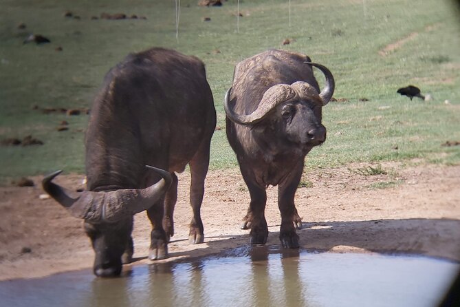 Addo Elephant National Park Full Day Safari - Game drives inside Addo: how you actually find animals here