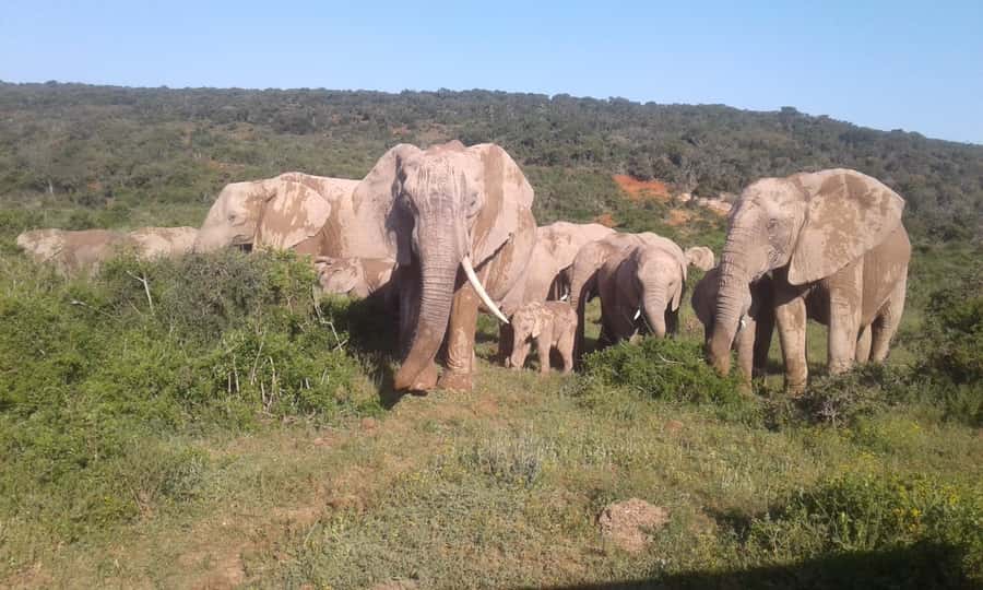 Addo Elephant National Park Game Drive Day Tour With Lunch - Why Addo Elephant National Park Is Worth Your Day