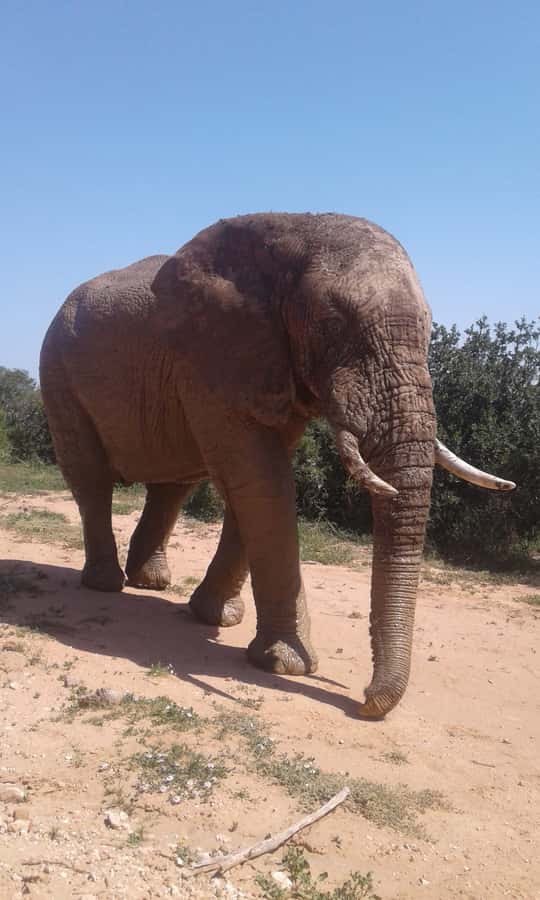 Addo Elephant National Park Game Drive Day Tour With Lunch - The Game Drive Flow: How You Find Elephants and Other Big Wildlife