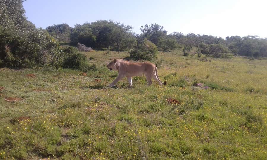 Addo Elephant National Park Game Drive Day Tour With Lunch - Lookout-Point Breaks, Snacks, and Staying Comfortable