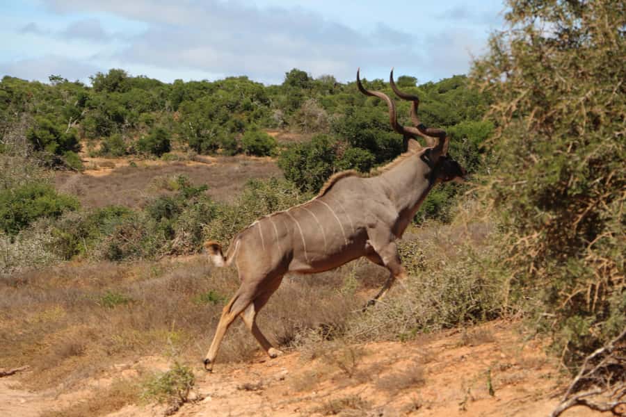 Addo Elephant National Park Game Drive Day Tour With Lunch - The Guide Makes the Difference, Especially With a Small Group