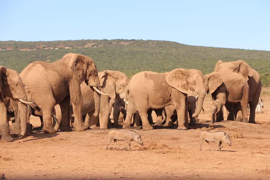 Addo Elephant National Park Game Drive Day Tour With Lunch - Photography and Timing: When to Aim for the Afternoon