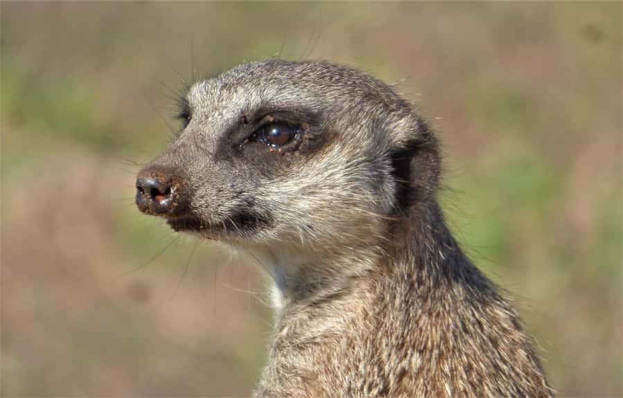 Addo Elephant National Park: Guided Half-Day Safari - Who should book this Addo half-day safari
