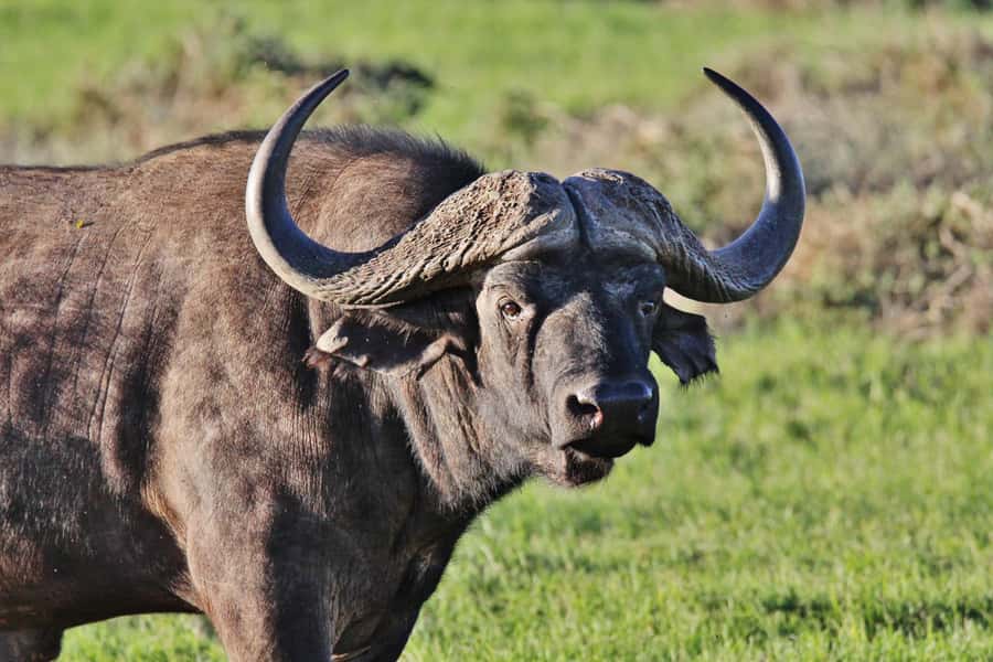 Addo Elephant National Park: Guided Half-Day Safari - Chrislin African Lodge Pickup: how your half-day really starts