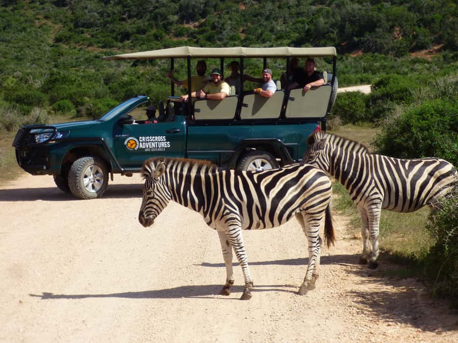 Addo Elephant National Park: Guided Half-Day Safari - Elephant and zebra sightings: what you’re most likely to see