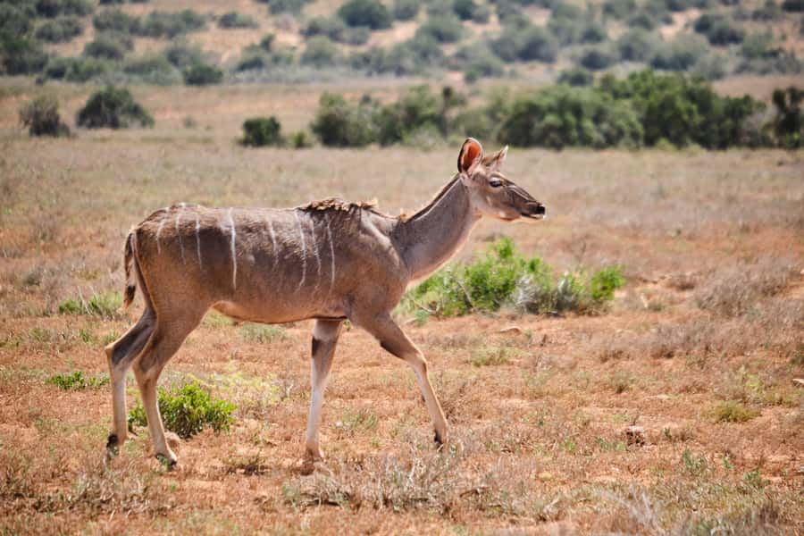 Addo Elephant National Park: Guided Half-Day Safari - The guide’s job: animal ID, vegetation, and culture in plain talk