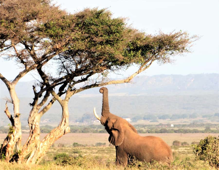 Addo Elephant National Park: Guided Half-Day Safari - Timing and temperature: what 8:30 am changes for your sightings