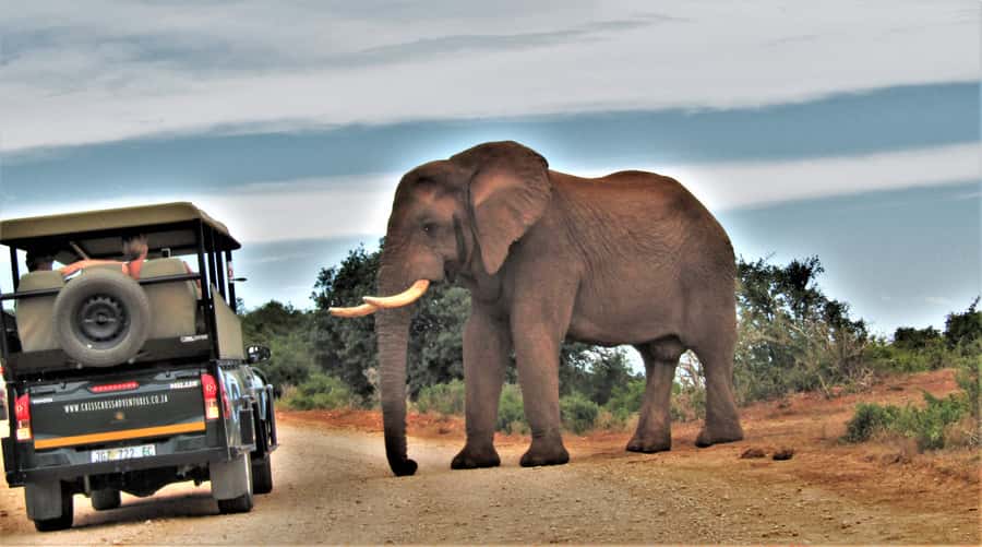 Addo Elephant National Park: Guided Half-Day Safari - Drinks, snacks, and the comfort factor for 4 hours