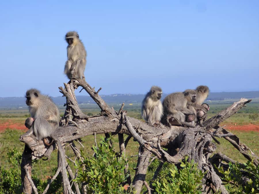 Addo Elephant National Park: Guided Half-Day Safari - Park fees you must plan for: R580 per person