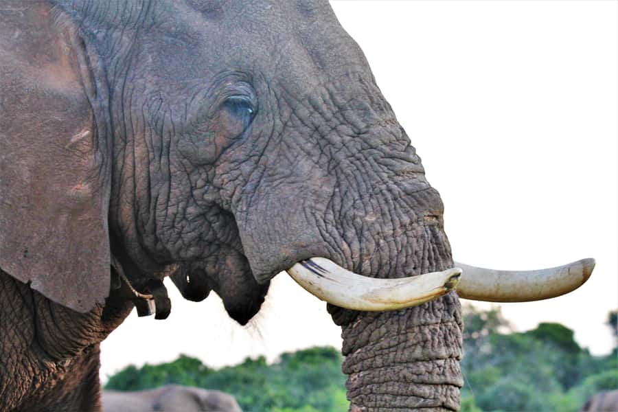 Addo Elephant National Park: Guided Half-Day Safari - Group size and vehicle experience: getting value without the crowds