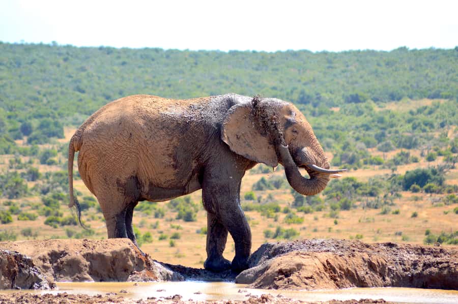 Addo Elephant National Park: Half Day Private Safari - Key things I’d bet on
