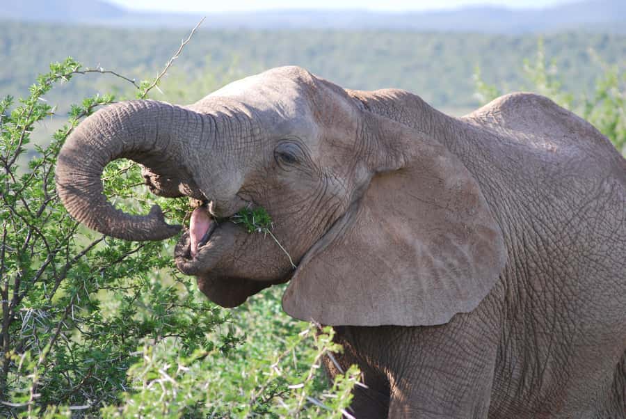 Addo Elephant National Park: Half Day Private Safari - Private 5-hour Safari in Addo: The Big Five Focus, Done in Your Own Time