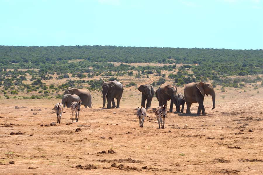 Addo Elephant National Park: Half Day Private Safari - The 5-hour Route Inside Addo Elephant National Park