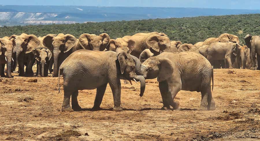 Addo Elephant National Park: Half Day Private Safari - When Weather Changes, the Guide Keeps the Safari Working