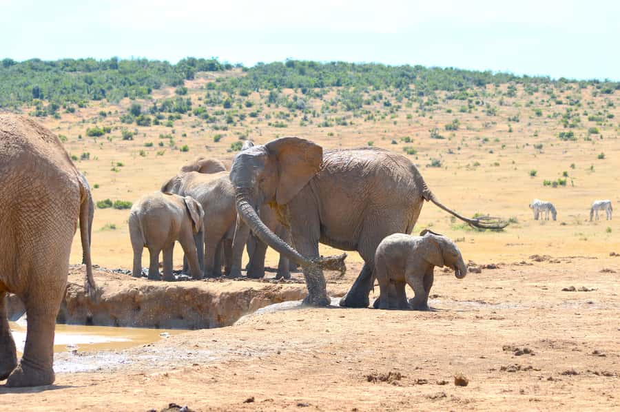 Addo Elephant National Park: Half Day Private Safari - The Most Praised Part: Your Guide Makes the Day