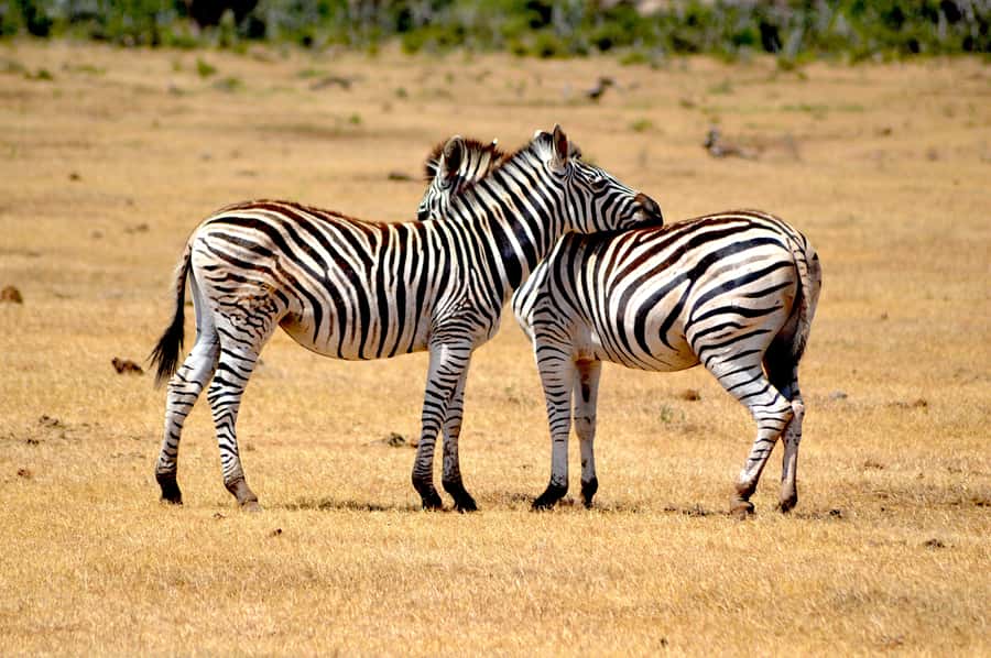 Addo Elephant National Park: Half Day Private Safari - Pickup From Addo and a Jeep That Matches the Moment