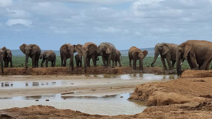 Addo Elephant National Park Private Full-Day Safari - Key highlights worth knowing before you go