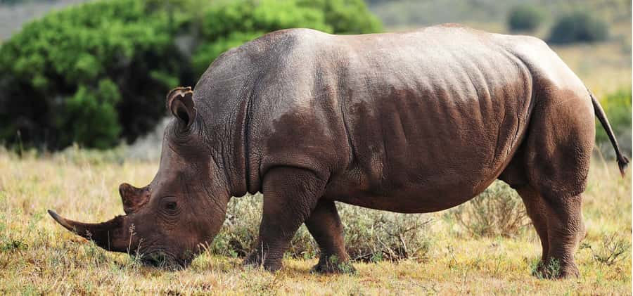 Addo Elephant National Park Private Full-Day Safari - Big Five expectations, and how to keep them realistic