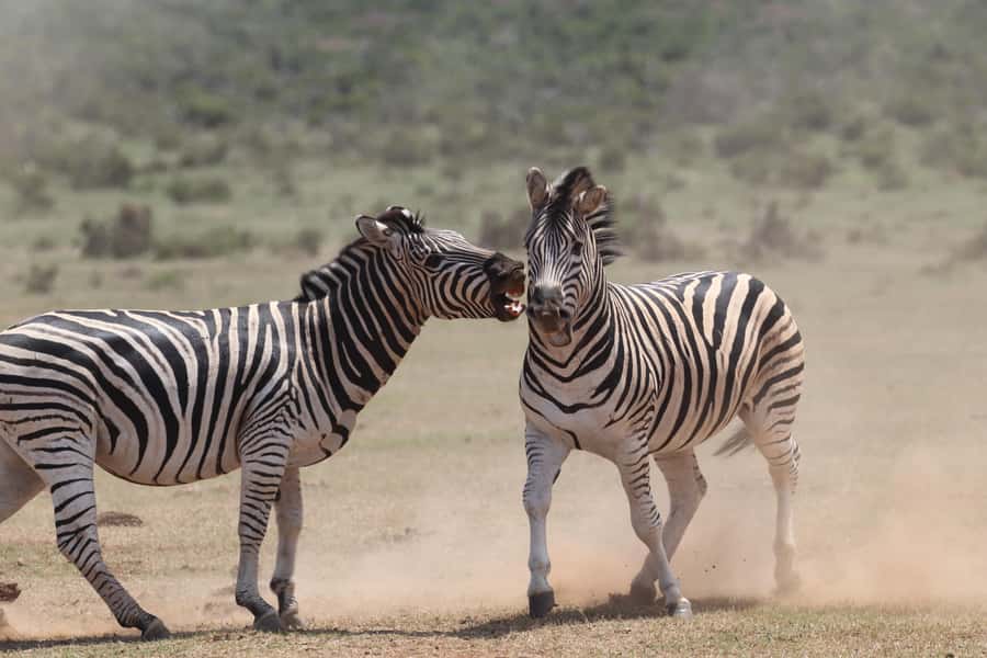 Addo Elephant National Park Private Full-Day Safari - Guides who turn sightings into stories