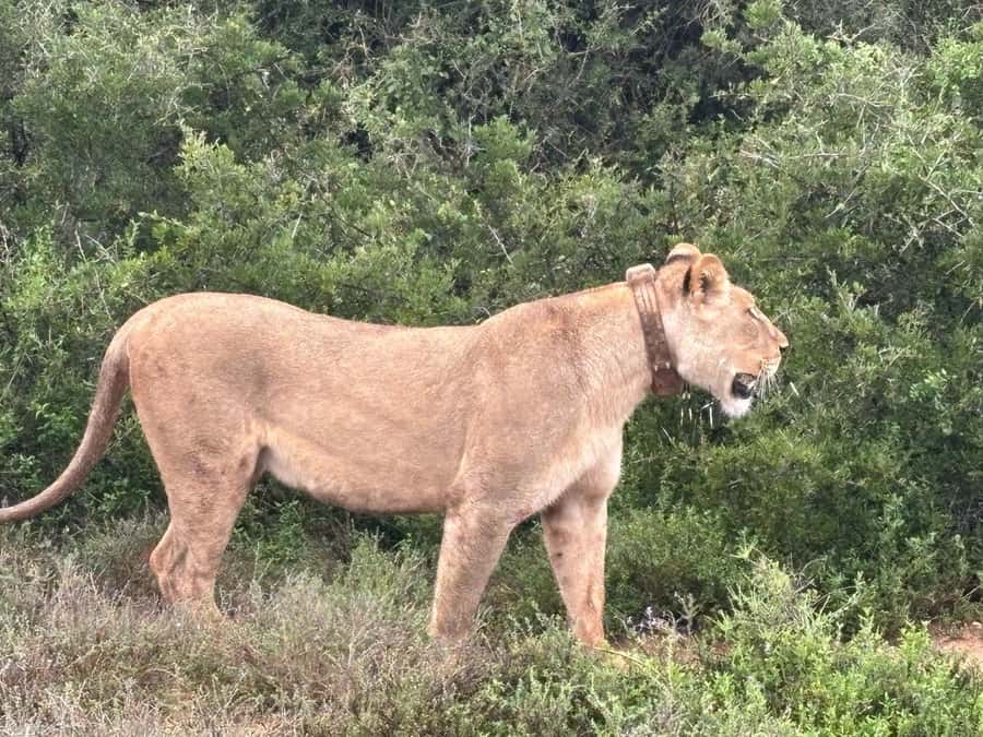 : Addo Elephant National Park Safari Half Day - Key things to know before you go