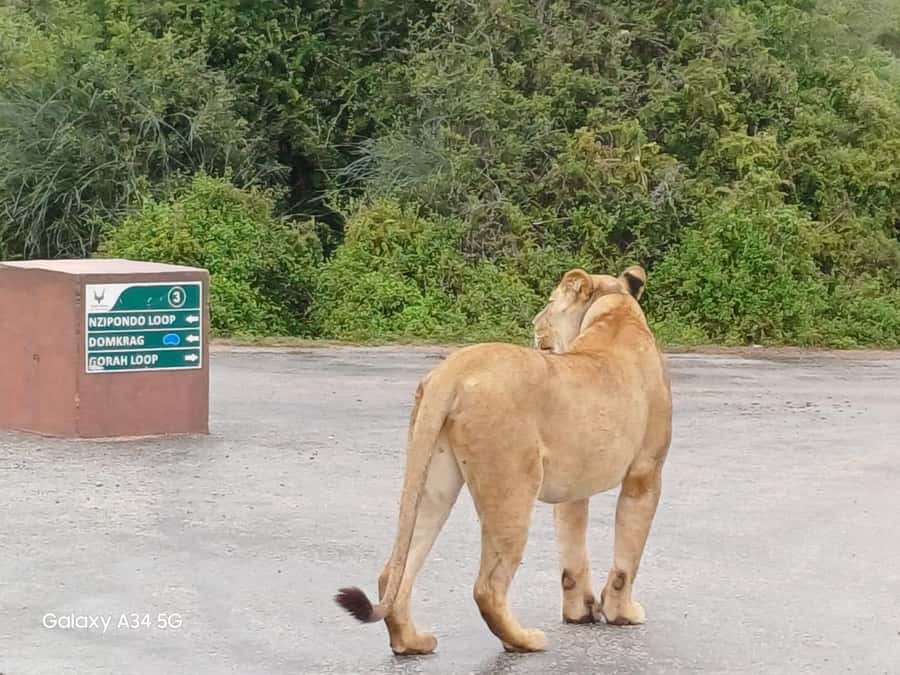 : Addo Elephant National Park Safari Half Day - Wildlife expectations: elephants are likely, big cats are a gamble