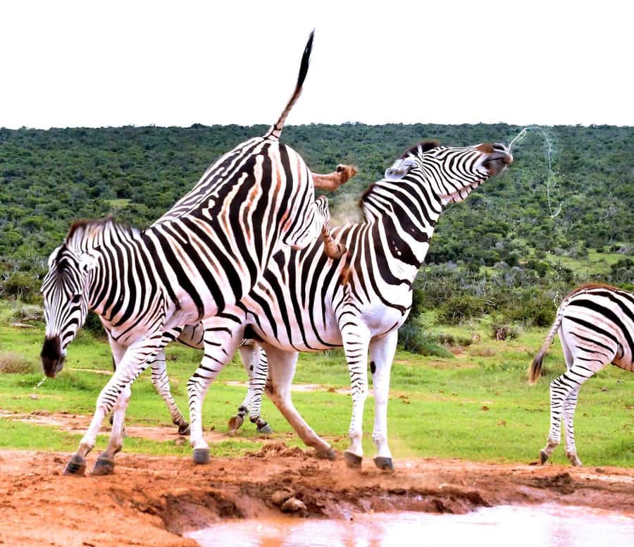 : Addo Elephant National Park Safari Half Day - Entrance fees included, and the ticket-line time savings