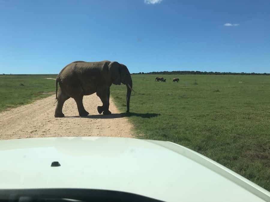 : Addo Elephant National Park Safari Half Day - Vehicle type and photo expectations, a real consideration