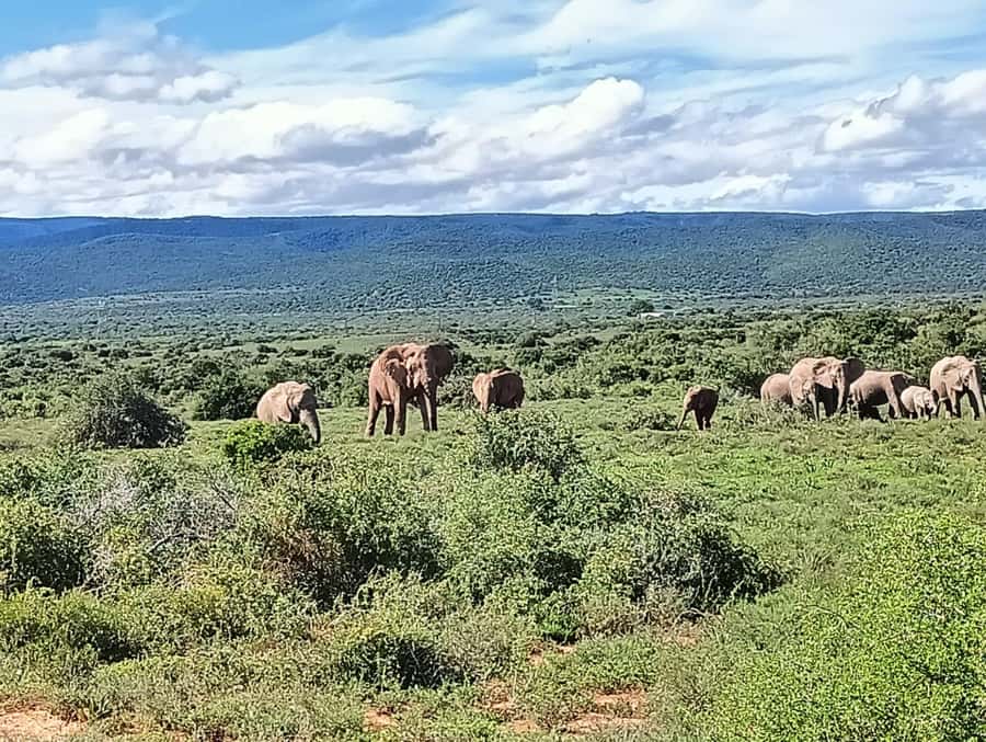 : Addo Elephant National Park Safari Half Day - Morning flow from Port Elizabeth, and where time gets used