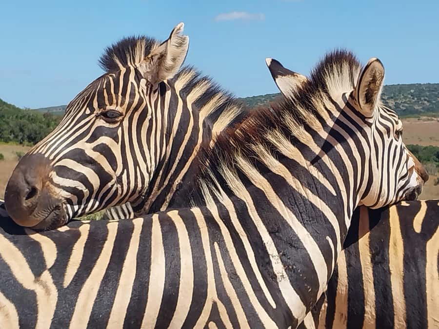 ADDO ELEPHANT PARK - Key points to know before you go