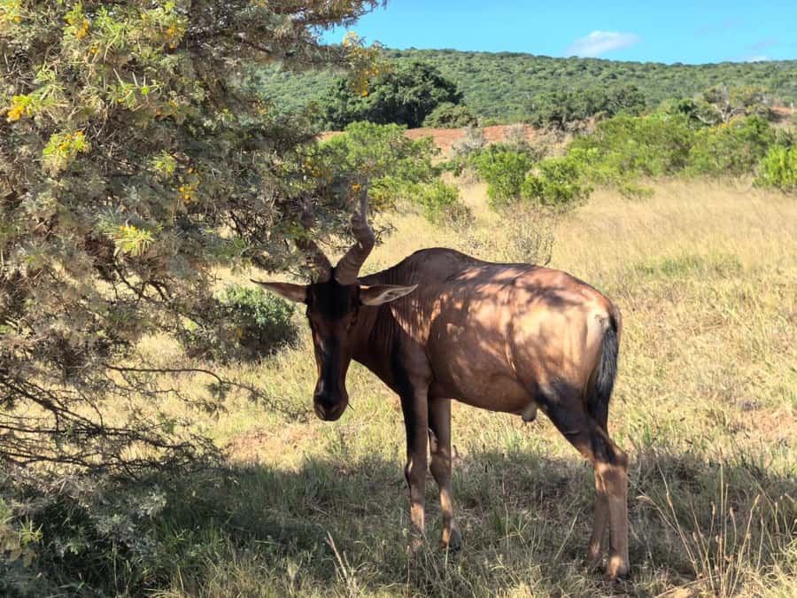 ADDO ELEPHANT PARK - What to bring and how to prep for game drive viewing