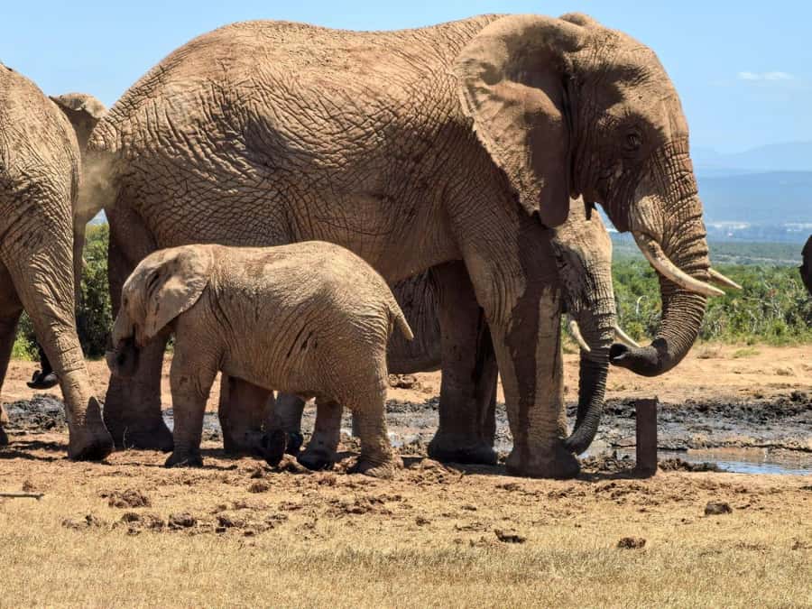 ADDO ELEPHANT PARK - Addo Elephant National Park in 6 hours: what you’re really buying