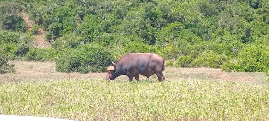 ADDO ELEPHANT PARK - Inside the park: guided game drive with breaks and photo time