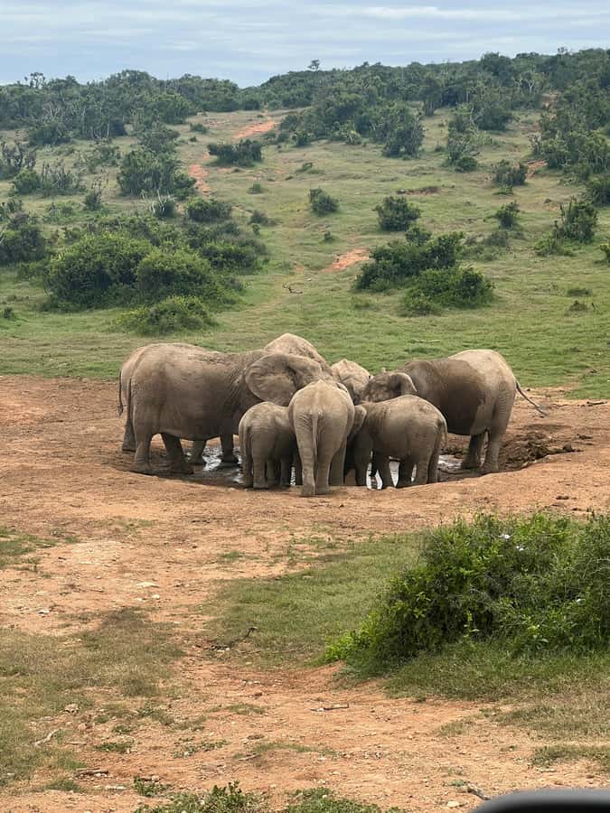 ADDO ELEPHANT PARK - Price and value: is $218 per person fair for this safari format?