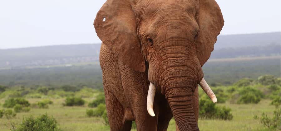 Addo Elephant Park and Giraffe Walk Full Day Safari - So, should you book the Addo Elephant Park and Giraffe Walk safari?