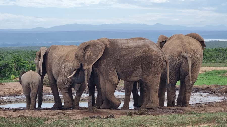 Addo Elephant Park and Giraffe Walk Full Day Safari - How the guide approach improves your chances (and your photos)