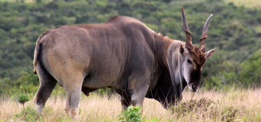 Addo Elephant Park and Giraffe Walk Full Day Safari - Braai lunch in Addo: a South African break that feels like part of the day