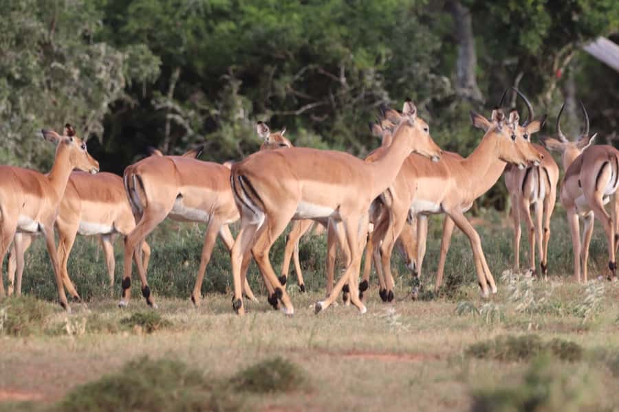 Addo Elephant Park and Giraffe Walk Full Day Safari - What you’re really paying for at $211 per person