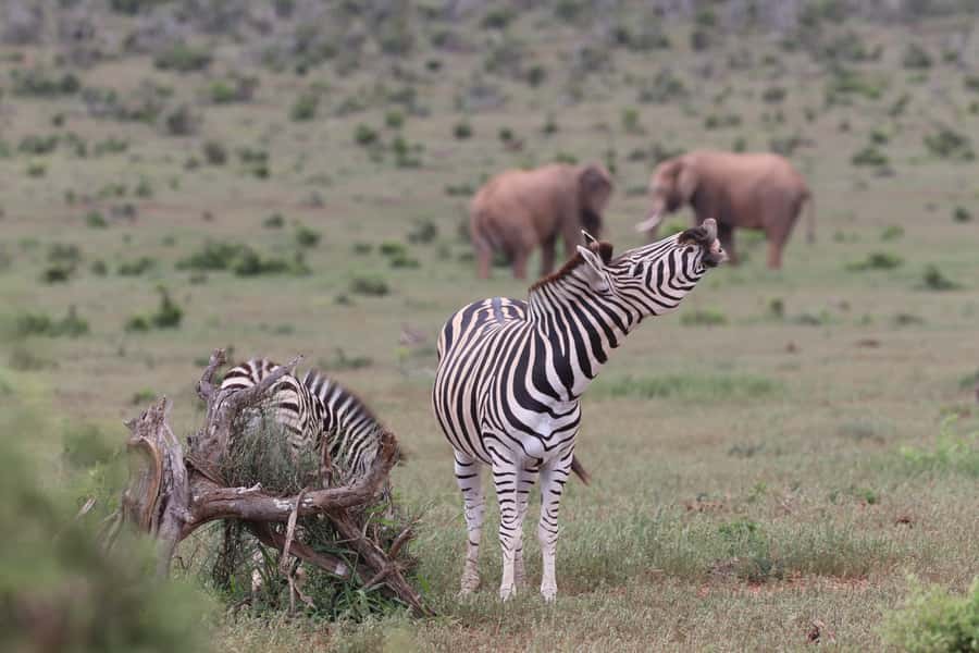 Addo Elephant Park and Giraffe Walk Full Day Safari - Who this safari is best for